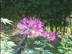 201302 Chiang Mai29
